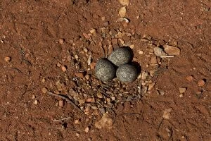 Blackfronted Dotterel nest Papunya Aboriginal Communit