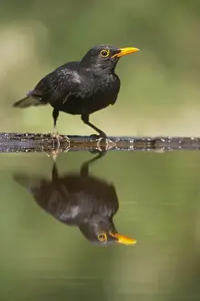 Blackird - Male at forest drinking pool Turdus merula Hungary BI015648