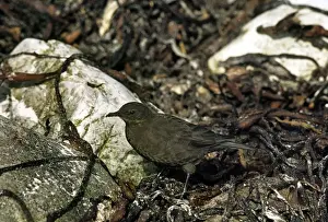 Falkland Prints: Blackish Cinclodes - Kidney Island Falklands