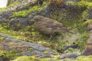 Images Dated 4th May 2006: Blackish Cinclodes or Tussac-Bird - feeding on rocky shoreline