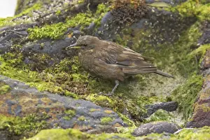 Blackish Cinclodes or Tussac-Bird - Feeding on rocky shoreline Cinclodes antarcticus Carcass Island Falklands BI007252