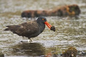 Ater Gallery: Blackish Oystercatcher - with catch in beak
