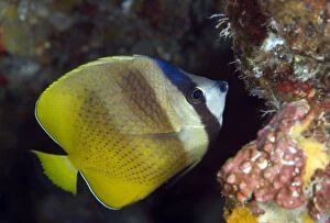Butterflyfish Gallery: Blacklip Butterflyfish by coral reef