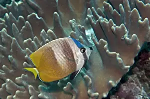 Butterflyfish Prints: Blacklip Butterflyfish - Indonesia