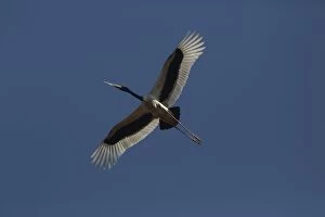 Storks Gallery: Blacknecked Stork Flying above Peppimenarti Community