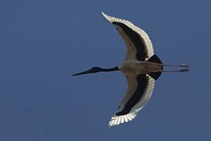 Blacknecked Stork Flying above Peppimenarti Community
