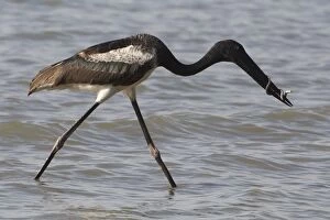 Storks Gallery: Blacknecked Stork Immature male with a captured snake