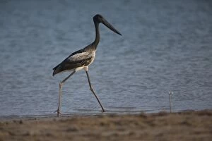 Storks Gallery: Blacknecked Stork immature striding along Lee Point Be