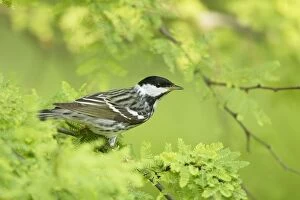 Images Dated 3rd May 2012: Blackpoll Warbler
