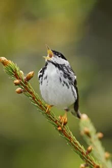 Images Dated 12th June 2006: Blackpoll Warbler