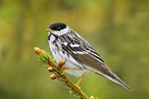 Images Dated 12th June 2006: Blackpoll Warbler