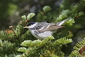 Images Dated 7th June 2010: Blackpoll Warbler. Male on territory in spring