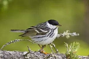 Blackpoll Warbler. Male on territory in spring
