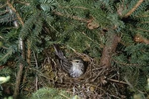 Blackpool Gallery: Blackpool Warbler - on nest