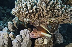 Images Dated 17th March 2012: Blackside Hawkfish - opens its mouth in a yawn
