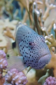 Images Dated 12th March 2012: Blackside Hawkfish - sitting on Acrapora Coral