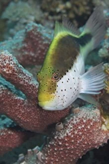 Images Dated 12th March 2012: Blackside Hawkfish - sitting on Acrapora Coral