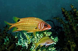Images Dated 18th November 2008: Blackspot Squirrelfish and Threadfin Anthias (Pseudanthias huchti) - Indonesia