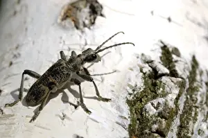 Blackspotted pliers support beetle, adult, on birch-bark, during a mating period; typical in mixed forests near Ekaterinburg, Ural Mountains, Russia; early spring. Ur39. 4213