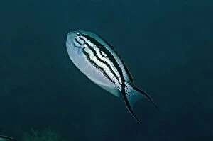 Images Dated 22nd November 2008: Blackstriped Angelfish - Indonesia
