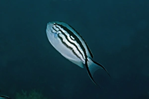 Images Dated 22nd November 2008: Blackstriped Angelfish - Indonesia