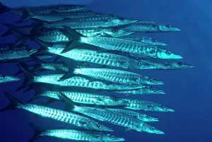 Masses Prints: Blacktail Barracuda - These fish are often seen in huge schools through-out the Indo Pacific