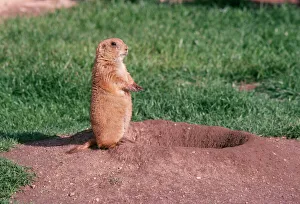 Images Dated 6th January 2006: Blacktail Praire Dog