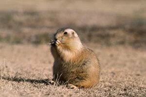 Images Dated 30th September 2011: Blacktail Prairie Dog - Devils Tower National Monument - Wyoming - USA