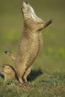 Burrow Prints: Blacktail Prairie Dog - engaged in Jump-yip behavior - A strong arch of the back or jump followed by a shrill yip
