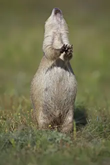 Blacktail Prairie Dog - engaged in Jump-yip behavior - A strong arch of the back or jump followed by a shrill yip - thought to occur when a predator has left the area and in territorial displays - Wyoming - USA