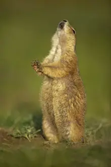 Blacktail Prairie Dog - engaged in Jump-yip behavior - A strong arch of the back or jump followed by a shrill yip - thought to occur when a predator has left the area and in territorial displays - Wyoming - USA