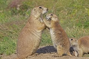 Images Dated 18th July 2010: Blacktail Prairie Dog - pair embracing - Wyoming - USA