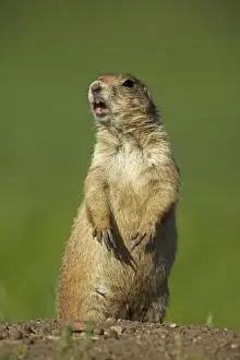 Black Tailed Prints: Blacktail Prairie Dog - standing on hind legs with mouth open - Wyoming - USA