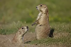 Blacktail Prairie Dog - standing on hind legs - Wyoming - USA