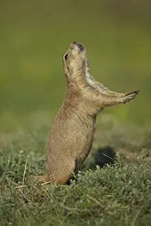 Blacktail Prairie Dog - standing on hind legs - Wyoming - USA
