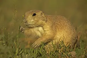 Black Tailed Prints: Blacktail Prairie Dog - Wyoming - USA