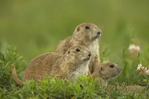 Blacktail Prairie Dog - Wyoming - USA