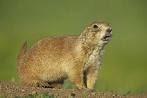Images Dated 14th July 2010: Blacktail Prairie Dog - Wyoming - USA