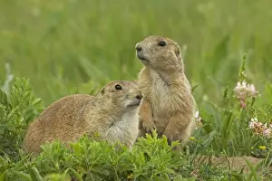 Blacktail Prairie Dog - Wyoming - USA