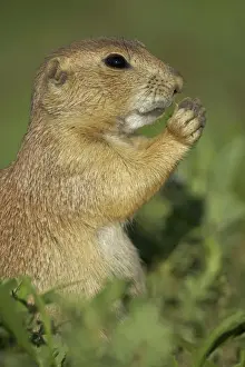 Blacktail Prairie Dog - Wyoming - USA