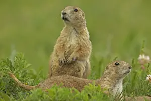 Blacktail Prairie Dog - Wyoming - USA