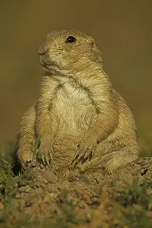 Blacktail Prairie Dog - Wyoming - USA