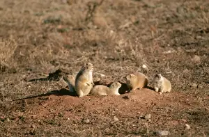 In Hole Prints: Blacktail Prarie Dog FG 3227 Wind Cave National Park