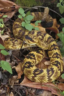 Venom Prints: Blacktail Rattlesnake - Arizona, USA - Found in Texas, New Mexico