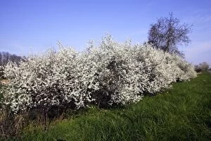 Images Dated 11th April 2007: Blackthorn - in blossom