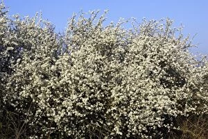 Images Dated 10th April 2007: Blackthorn - in blossom Alsace France