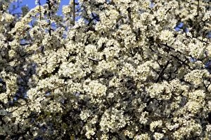 Images Dated 10th April 2007: Blackthorn - blossom Alsace France