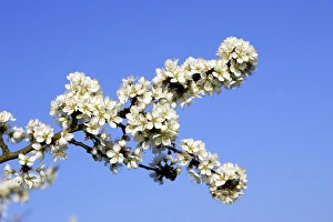 Images Dated 10th April 2007: Blackthorn - in blossom Alsace France