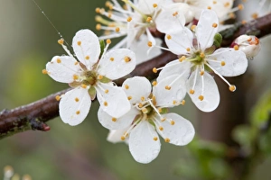 Images Dated 15th April 2007: Blackthorn Blossom - Cornwall -UK
