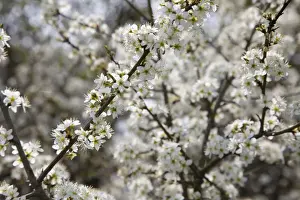 Ardea Sub Prints: Blackthorn - Blossom in spring - Wiltshire - England - UK